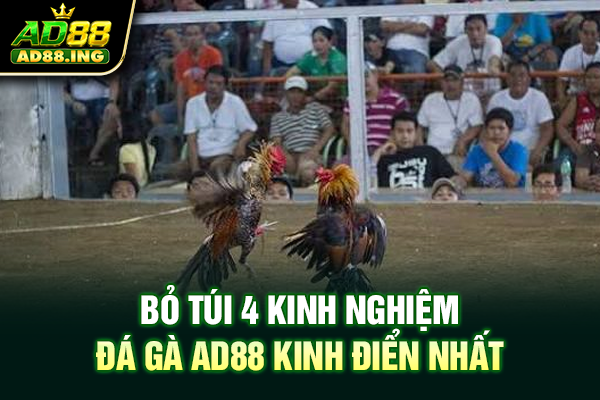 Bỏ túi 4 kinh nghiệm đá gà ad88 kinh điển nhất 